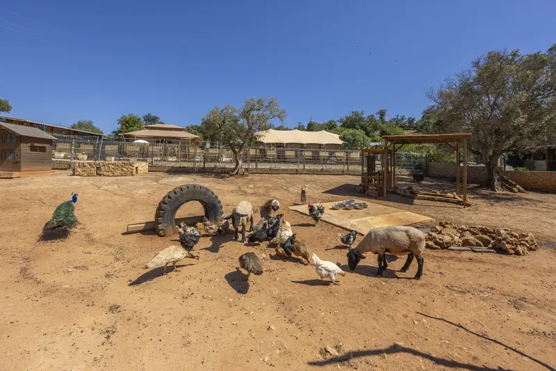 De dieren bij de miniboerderij