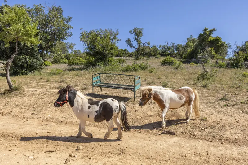 De minipaarden